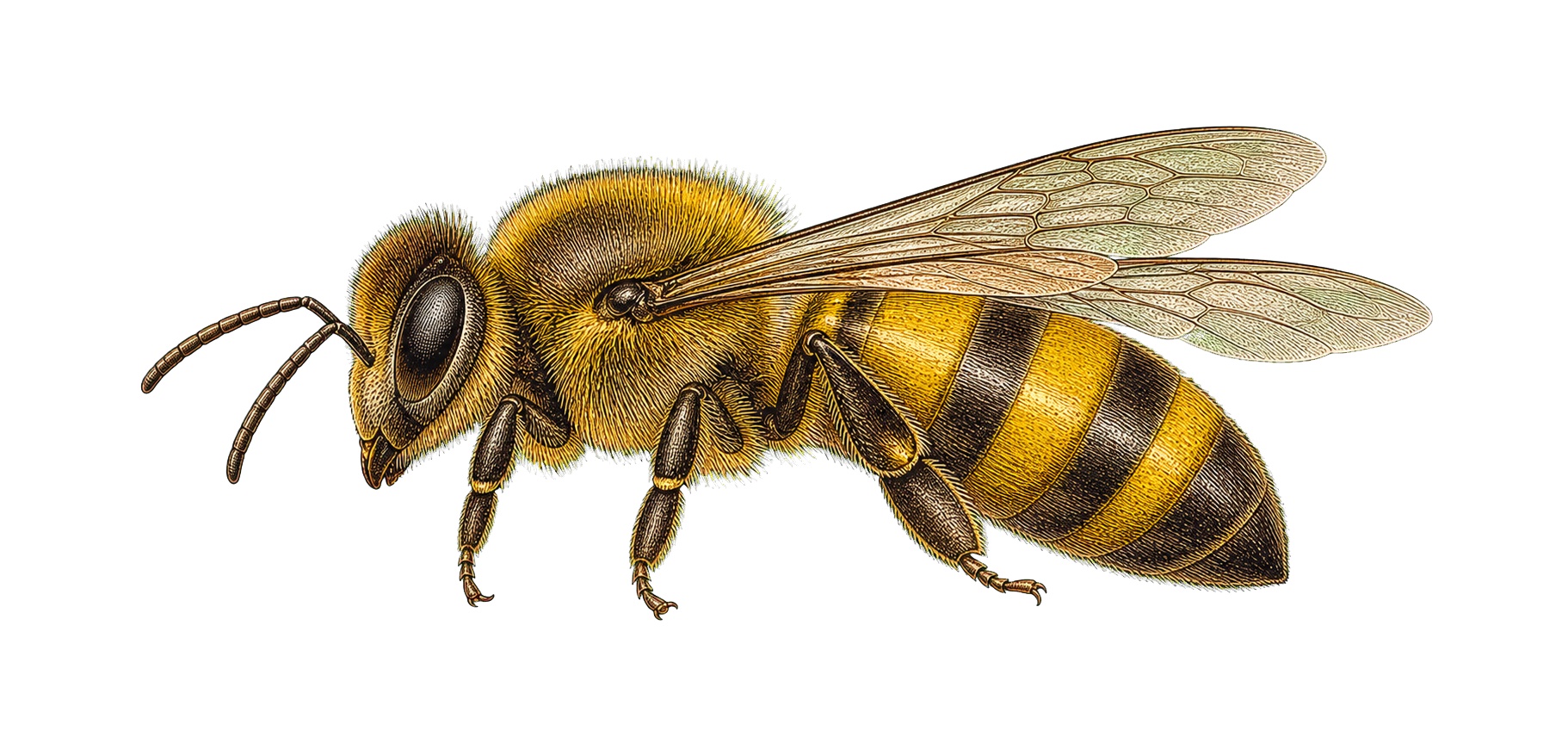 HM-mascot-008-wide-horizontal-crop.png